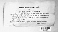 Merismodes anomala image